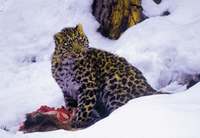 ***Леопард - Panthera pardus (Linnaeus, 1758) - Leopard.