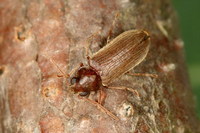 Oligomerus brunneus