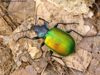 Calosoma sycophanta - Forest Caterpillar Hunter