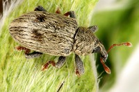 Ellescus bipunctatus
