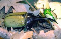 Dynastes hercules - Hercules Beetle