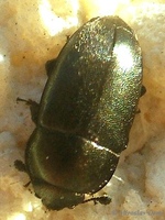 Meligethes aeneus