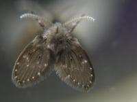 Clogmia albipunctata