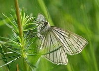 Siona lineata - Black-veined Moth