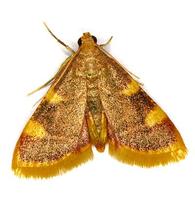 Hypsopygia costalis - Gold Triangle