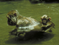 Japanese macaque (Macaca fuscata)