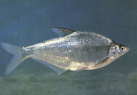 Parabramis pekinensis, White amur bream: fisheries, aquaculture
