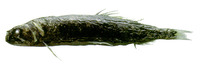 Astronesthes macropogon, :