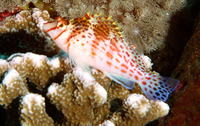 Cirrhitichthys falco, Dwarf hawkfish: aquarium