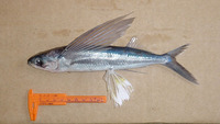 Hirundichthys affinis, Fourwing flyingfish: fisheries, bait