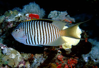 Genicanthus caudovittatus, Zebra angelfish: aquarium