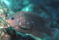 Stegastes rectifraenum, Cortez damselfish: fisheries