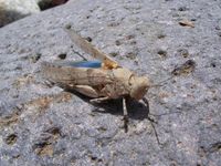 Sphingonotus caerulans