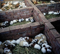 Image of: Cavia porcellus (Guinea pig)