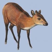 Image of: Cephalophus rufilatus (red-flanked duiker)