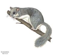 Image of: Glis glis (fat dormouse)