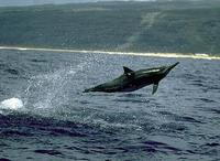 Image of: Stenella longirostris (spinner dolphin)