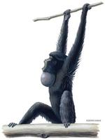 Image of: Symphalangus syndactylus (siamang)