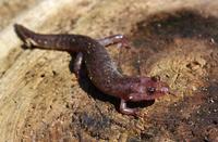 Image of: Desmognathus ochrophaeus (Allegheny mountain dusky salamander)