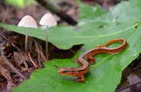 Image of: Eurycea wilderae (blue ridge two-lined salamander)