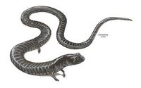 Image of: Oedipina uniformis