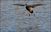 Fulica atra - Common Coot