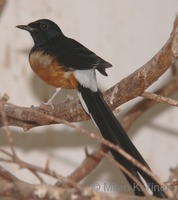 Copsychus malabaricus - White-rumped Shama