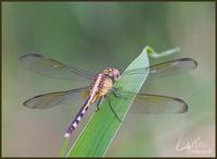 Image of: Erythrodiplax umbrata