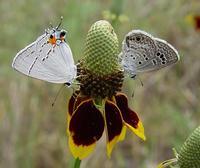 Image of: Strymon melinus (cotton square borer), Echinargus isola