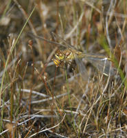 Image of: Sympetrum costiferum