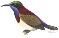 Image of: Leptocoma minima (crimson-backed sunbird)