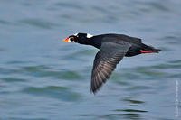 Image of: Melanitta perspicillata (surf scoter)