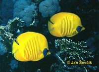 Chaetodon semilarvatus - Bluecheek Butterflyfish