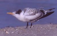 Image of: Sterna maxima (royal tern)