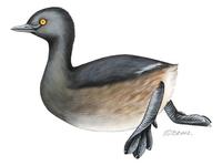 Image of: Tachybaptus dominicus (least grebe)