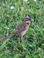 Image of: Zonotrichia capensis (rufous-collared sparrow)