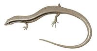 Image of: Menetia greyii