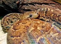 Epicrates angulifer - Cuban Boa