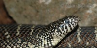 Lampropeltis getula floridana - Florida King Snake