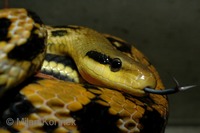 Orthriophis taeniurus friesi - Taiwan Beauty Snake