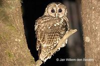 Tawny Owl - Strix aluco