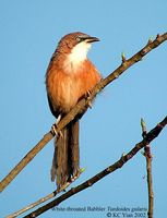 White-throated Babbler - Turdoides gularis