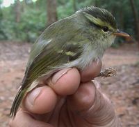 White-tailed Leaf Warbler - Phylloscopus davisoni