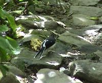 Sunda Forktail - Enicurus velatus