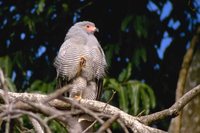 Madagascar Harrier-Hawk - Polyboroides radiatus