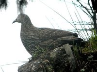 Chinese Monal - Lophophorus lhuysii