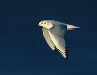 Bonaparte's Gull (Larus philadelphia) photo