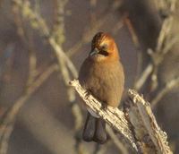 Eurasian Jay (Garrulus glandarius) photo