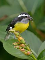 Bananaquit (Coereba flaveola) photo