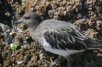 Black Turnstone - Arenaria melanocephala